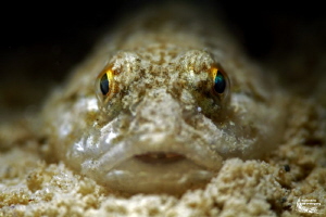 Bullhead :-D by Daniel Strub 